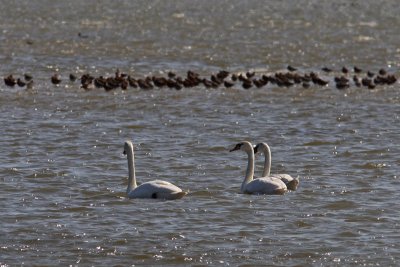 Cygnus olor - Mute Swan