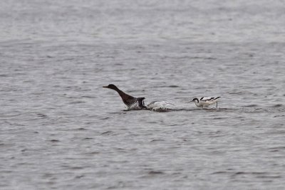 Recurvirostra avosetta / Pied Avocet chasing Anas platyrhynchos / Mallard