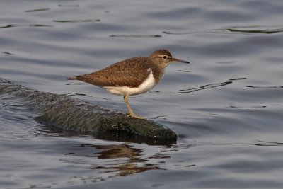 Actitis hypoleucos - Common Sandpiper