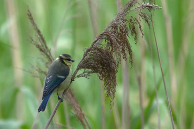 Cyanistes caeruleus - Blue tit