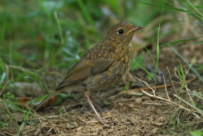 Erithacus rubecula - European Robin