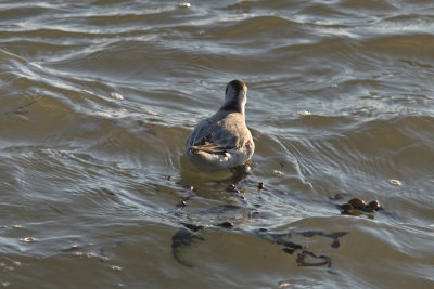 Phalaropus fulicaria - Red phalarope