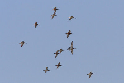 Limosa lapponica / Bar-tailed Godwits with L. limosa / Black-tailed Godwit