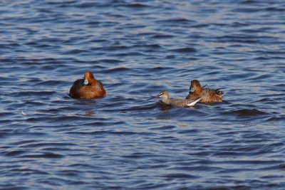 Anas penelope / Eurasian Wigeon with Tringa erythropus / Spotted Redshank