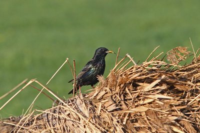 Sturnus vulgaris - European Starling