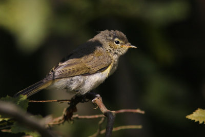Phylloscopus collybita - Chiffchaff
