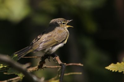 Phylloscopus collybita - Chiffchaff
