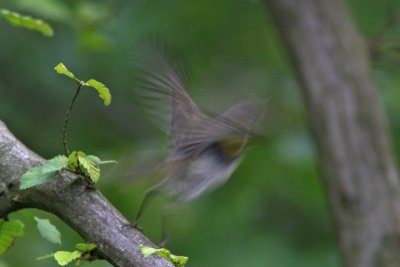 Phylloscopus collybita - Chiffchaff
