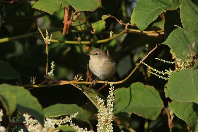 Phylloscopus collybita - Chiffchaff
