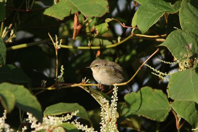 Phylloscopus collybita - Chiffchaff
