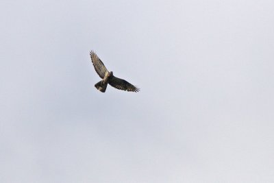 Pernis apivorus - Honey Buzzard