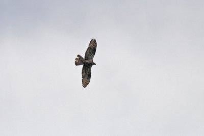 Pernis apivorus - Honey Buzzard