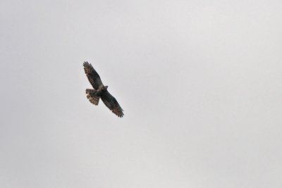 Pernis apivorus - Honey Buzzard