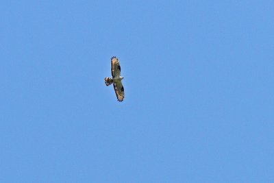 Pernis apivorus - Honey Buzzard