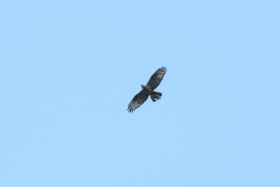 Pernis apivorus - Honey Buzzard