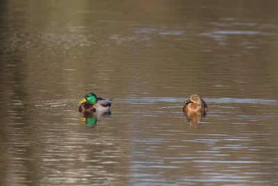 Anas platyrhynchos - Mallard
