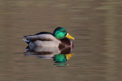 Anas platyrhynchos - Mallard