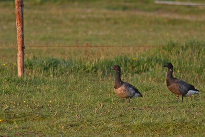 Branta hrota / Pale-bellied Brent Goose with Branta bernicla / Brent Geese