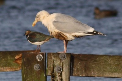 Larus argentatus - oiled Herring Gull