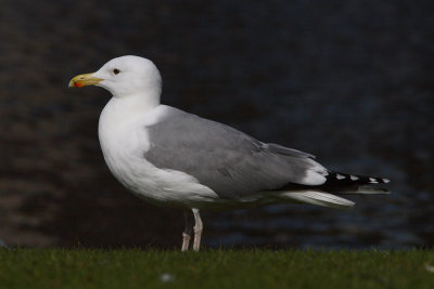 Deze bijna-volwassen Zilvermeeuw heeft aan beide ogen een donkere iris ipv de kenmerkende lichte iris.
A dark-eyed Herring Gull. Probably this near-adult delayed the age-related change in eye color to the normally characteristic light irises.