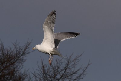 Deze bijna-volwassen Zilvermeeuw heeft aan beide ogen een donkere iris ipv de kenmerkende lichte iris.
A dark-eyed Herring Gull. Probably this near-adult delayed the age-related change in eye color to the normally characteristic light irises.