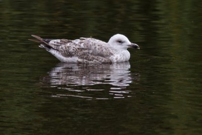 Larus argentatus - Herring Gull