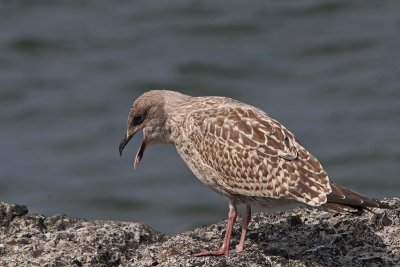 Larus argentatus - Herring Gull