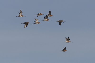 Limosa limosa - Black-tailed Godwit