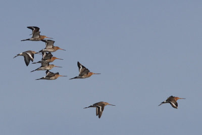 Limosa limosa - Black-tailed Godwit