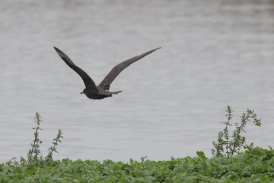 Stercorarius pomarinus - Pomarine Skua