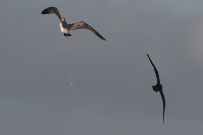Stercorarius pomarinus - Pomarine Skua