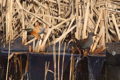 Alcedo atthis - Common Kingfisher