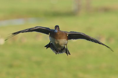 Anas penelope - Eurasian Wigeon
