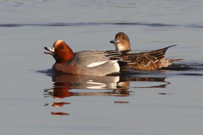 Anas penelope - Eurasian Wigeon