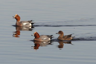 Anas penelope - Eurasian Wigeon