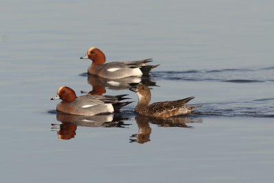 Anas penelope - Eurasian Wigeon