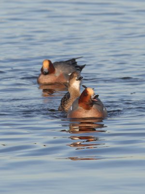 Anas penelope - Eurasian Wigeon