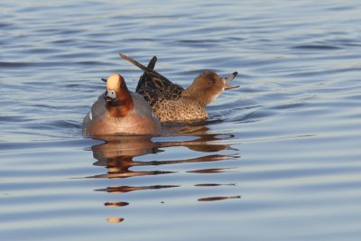 Anas penelope - Eurasian Wigeon