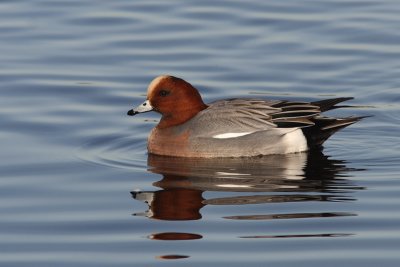 Anas penelope - Eurasian Wigeon