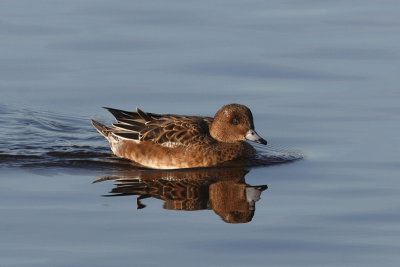Anas penelope - Eurasian Wigeon