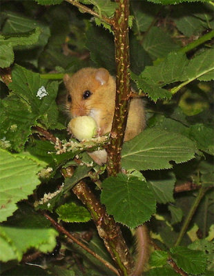 Muscardinus avellanarius - Dormouse