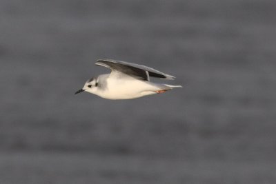 Hydrocoloeus minutus - Little Gull