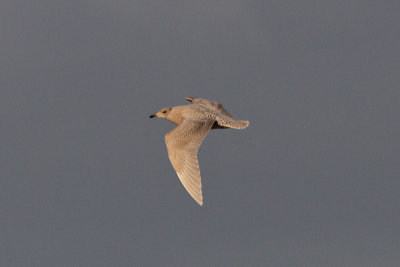 Larus glaucoides - Iceland Gull