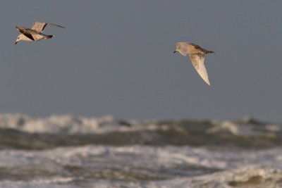 Larus glaucoides - Iceland Gull