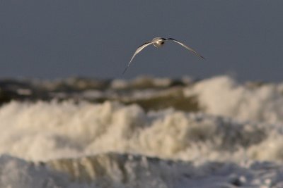 Rissa tridactyla - Kittiwake