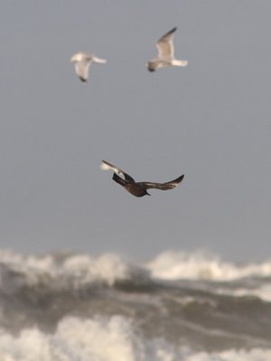 Stercorarius pomarinus - Pomarine Skua