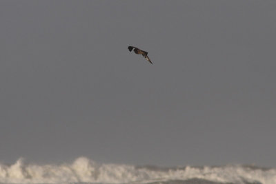 Stercorarius pomarinus - Pomarine Skua