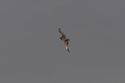 Stercorarius pomarinus - Pomarine Skua