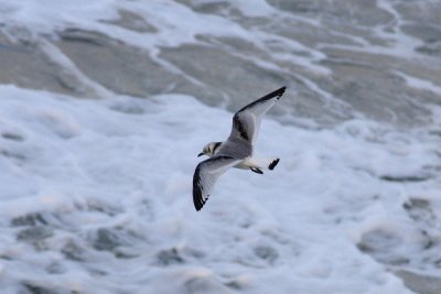Rissa tridactyla - Kittiwake