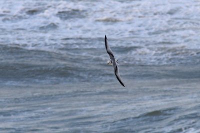 Rissa tridactyla - Kittiwake